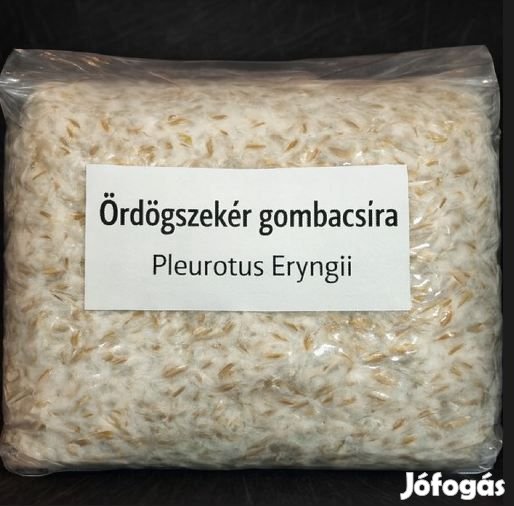 1 Liter Ördöszekégomba Pleurotus Eryngii Csíra 6232